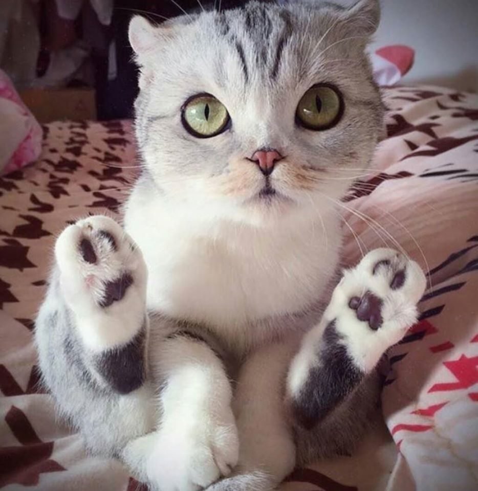 Котик с большими глазами