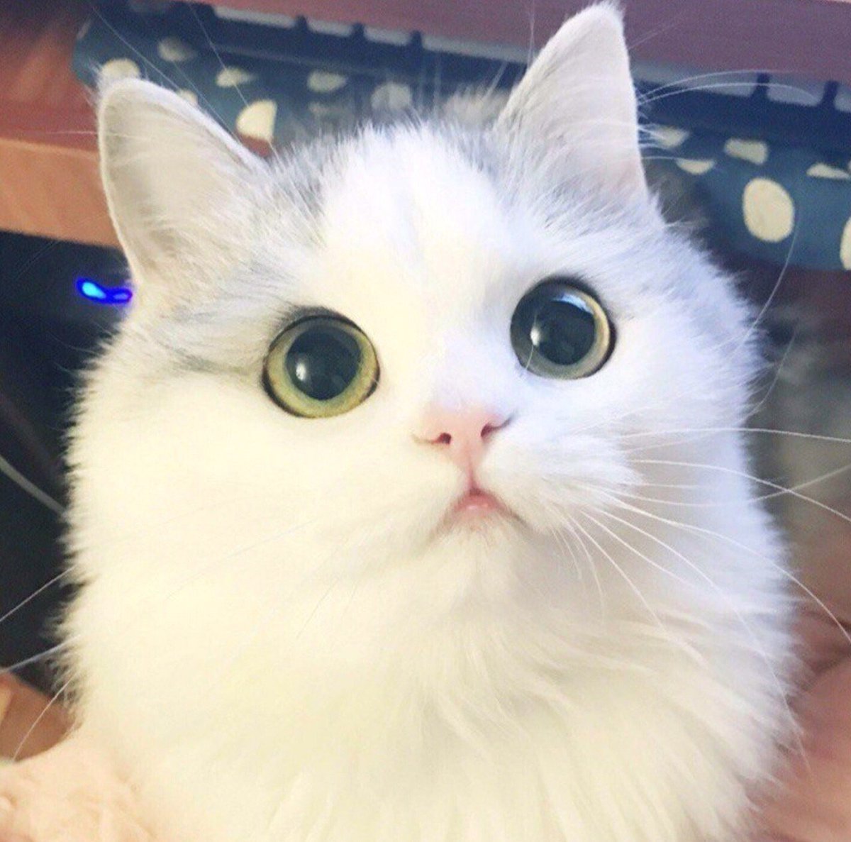 Няшный котик