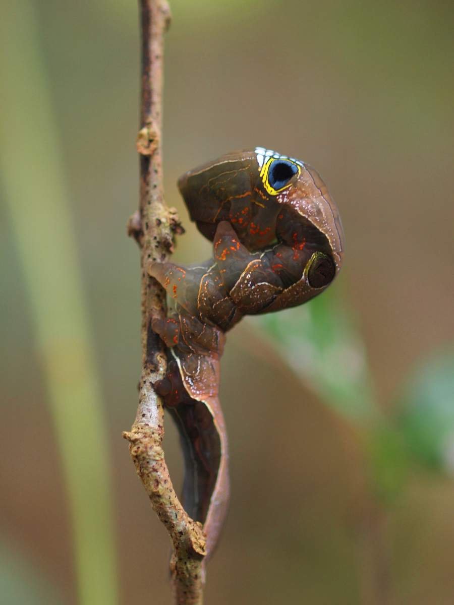 Phyllodes Imperialis бабочка