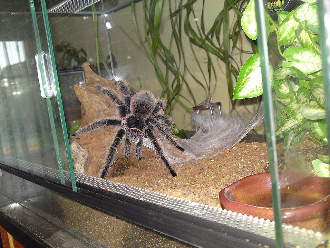 Птицеед Голиаф в террариуме