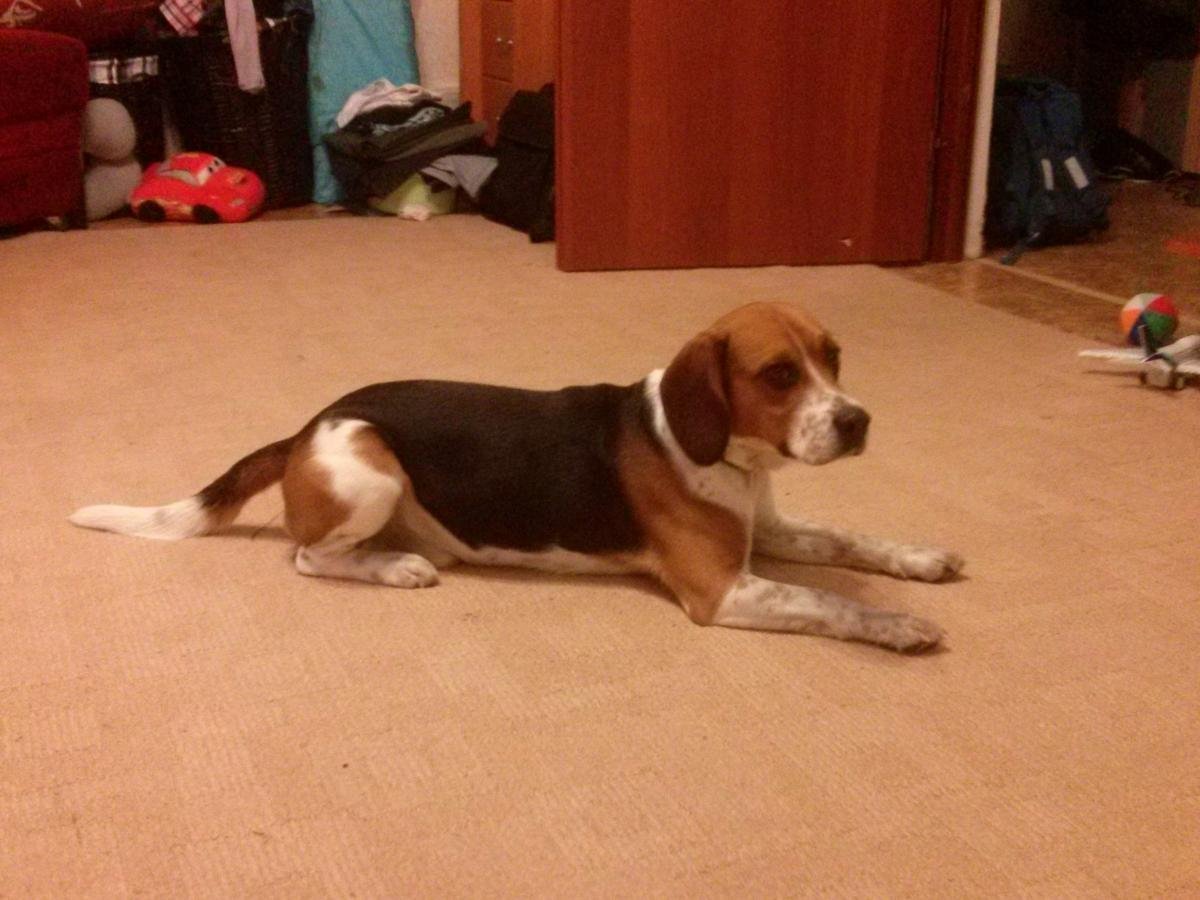 Метис бигля и харьер