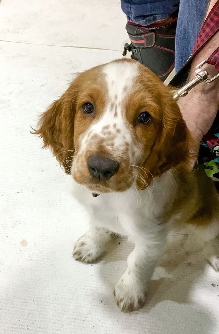 Бигль спаниель метис