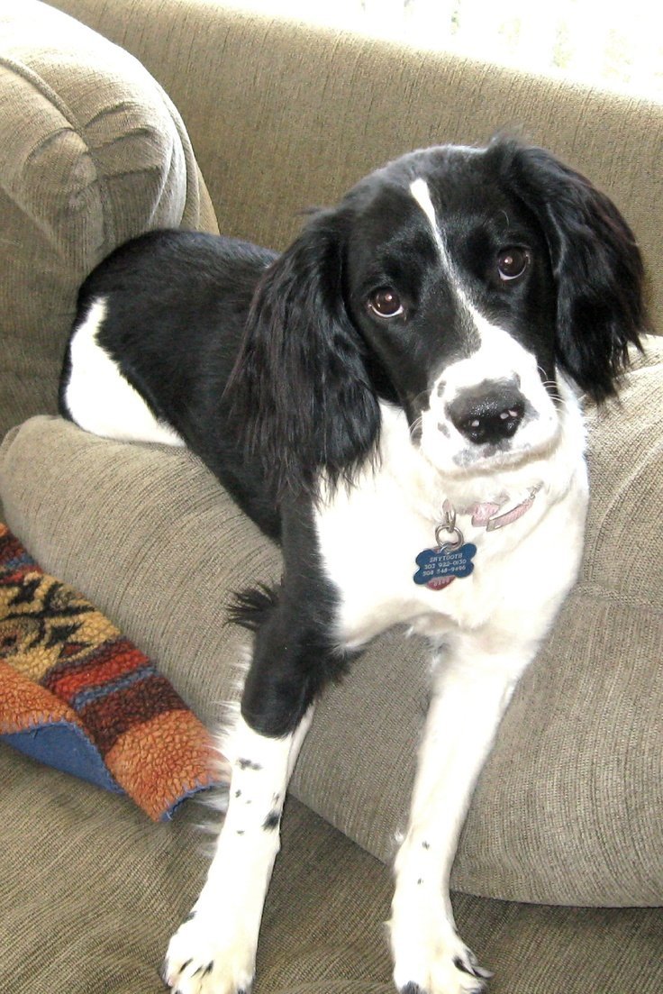 Бигль и спаниель помесь