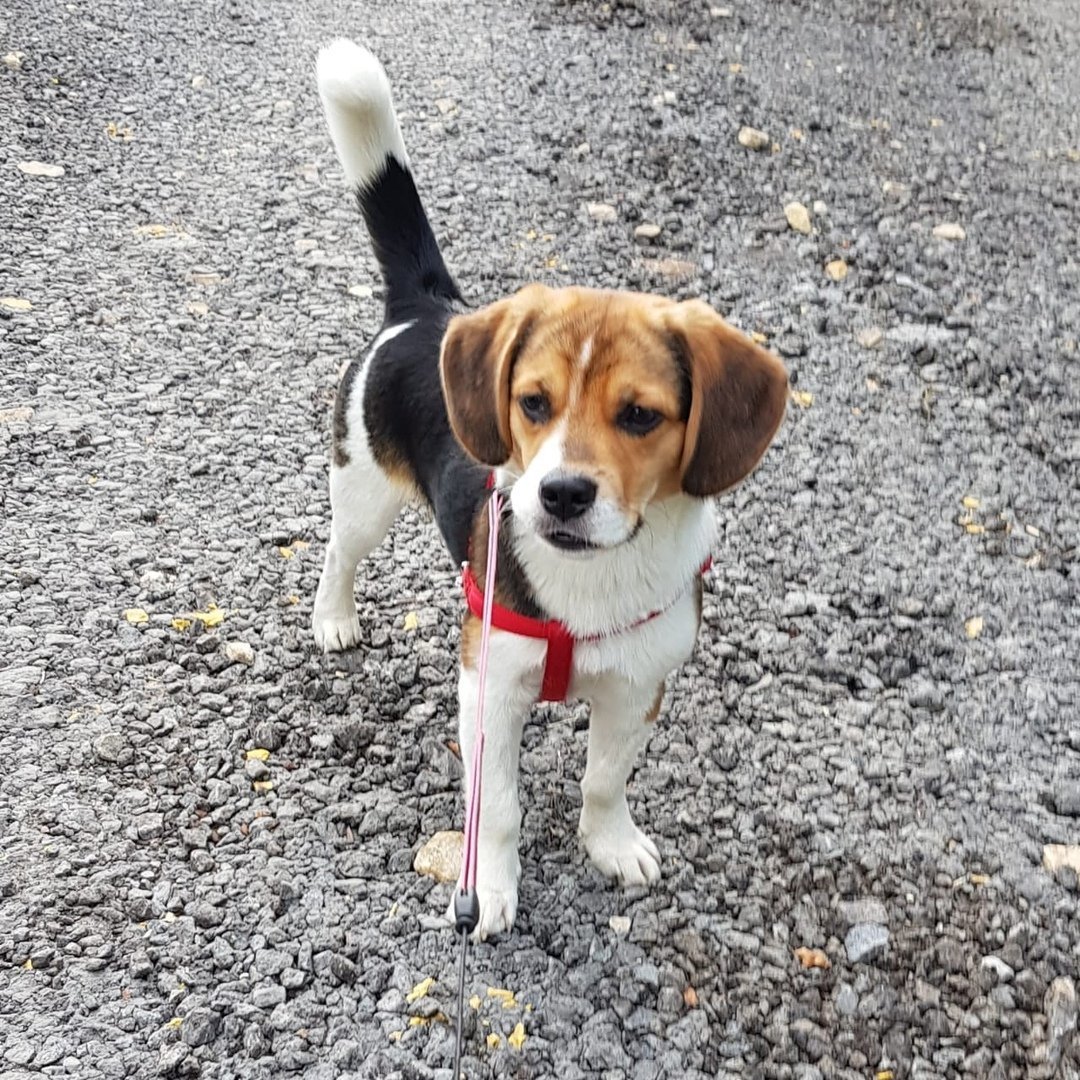 Бигль метис