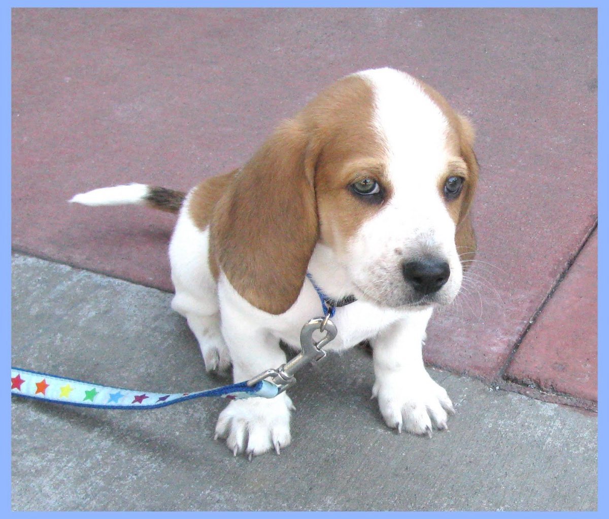 Бигль Бассет метис