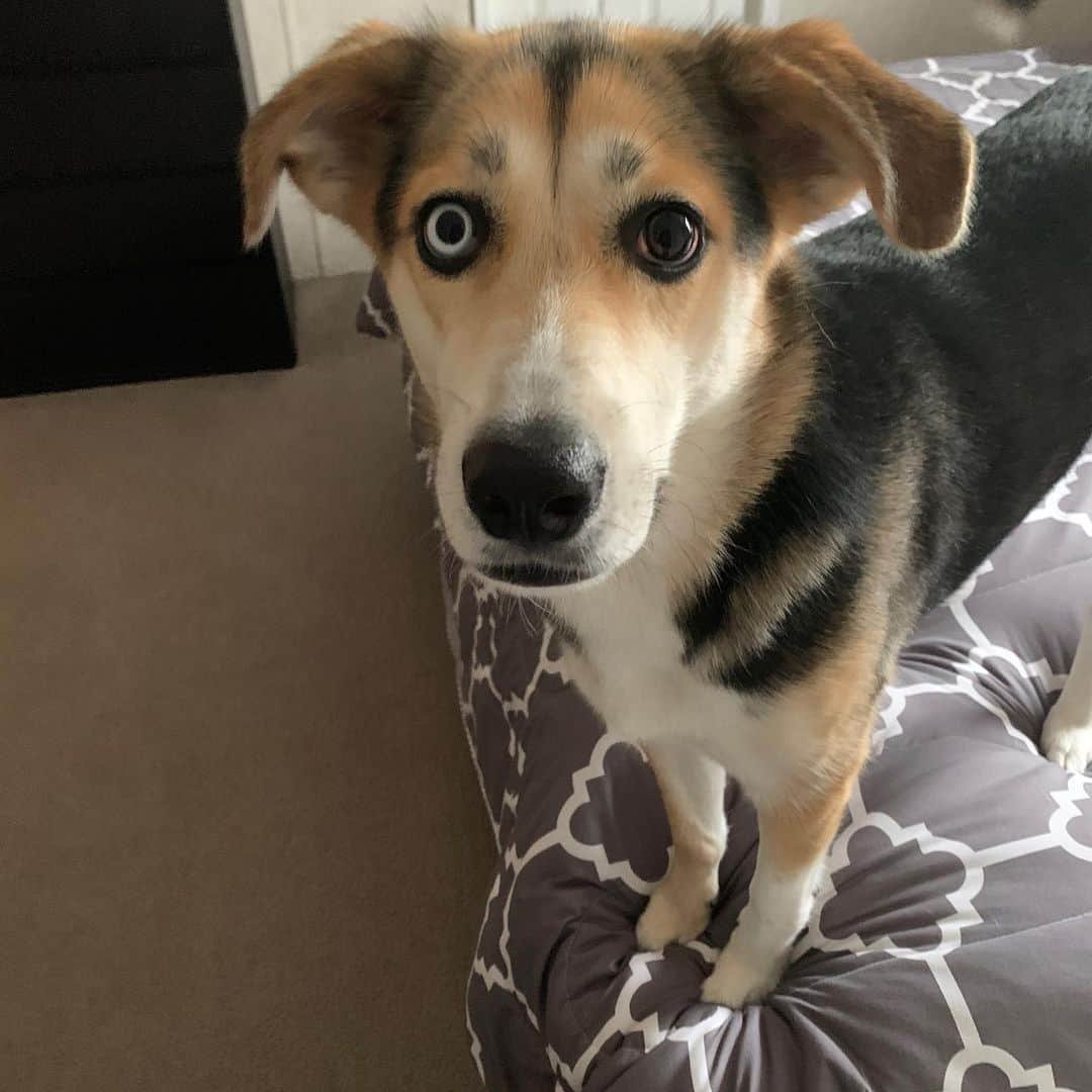 Бигль с хаски смесь