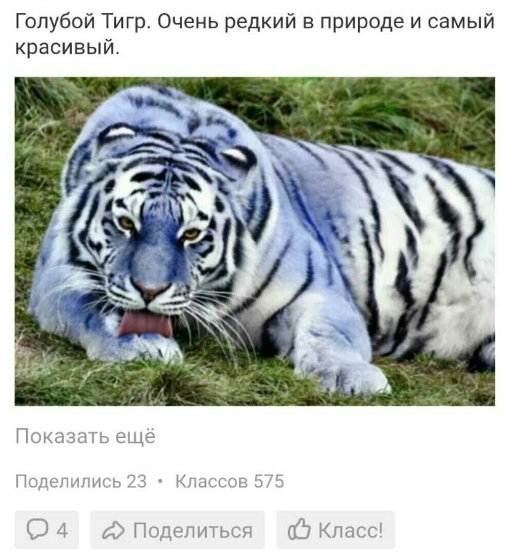 Редкий голубой тигр