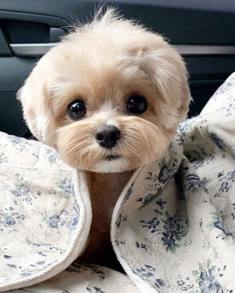 Маленькие собачки