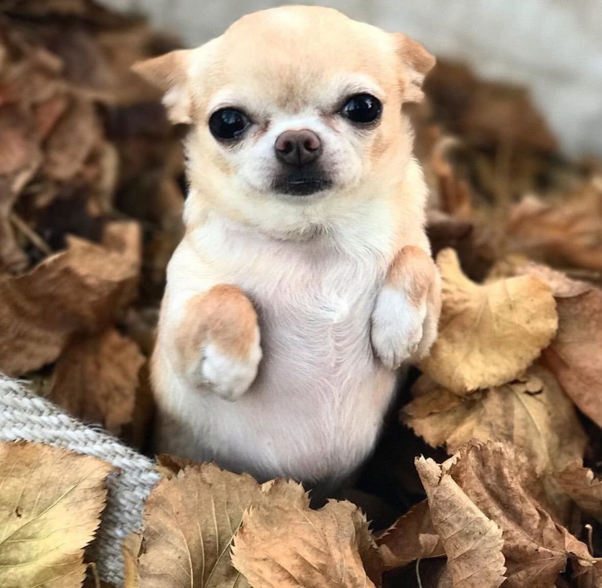 Кутята чихуахуа