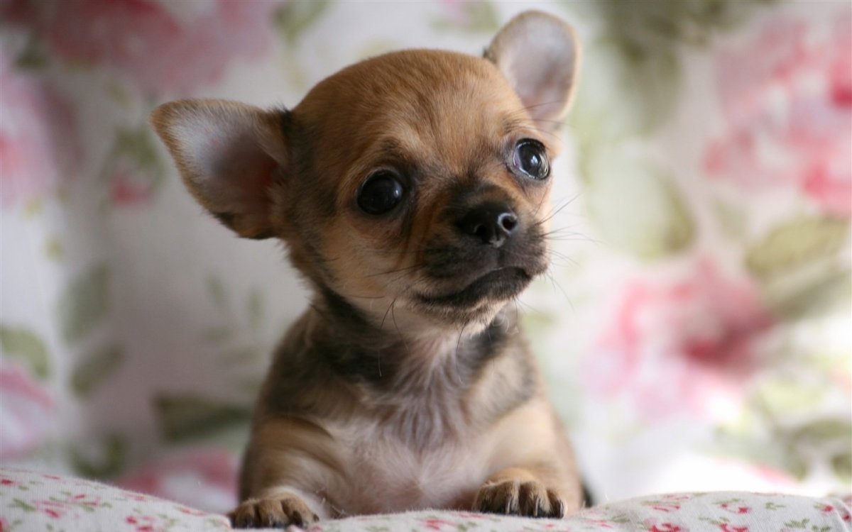 Кутята чихуахуа
