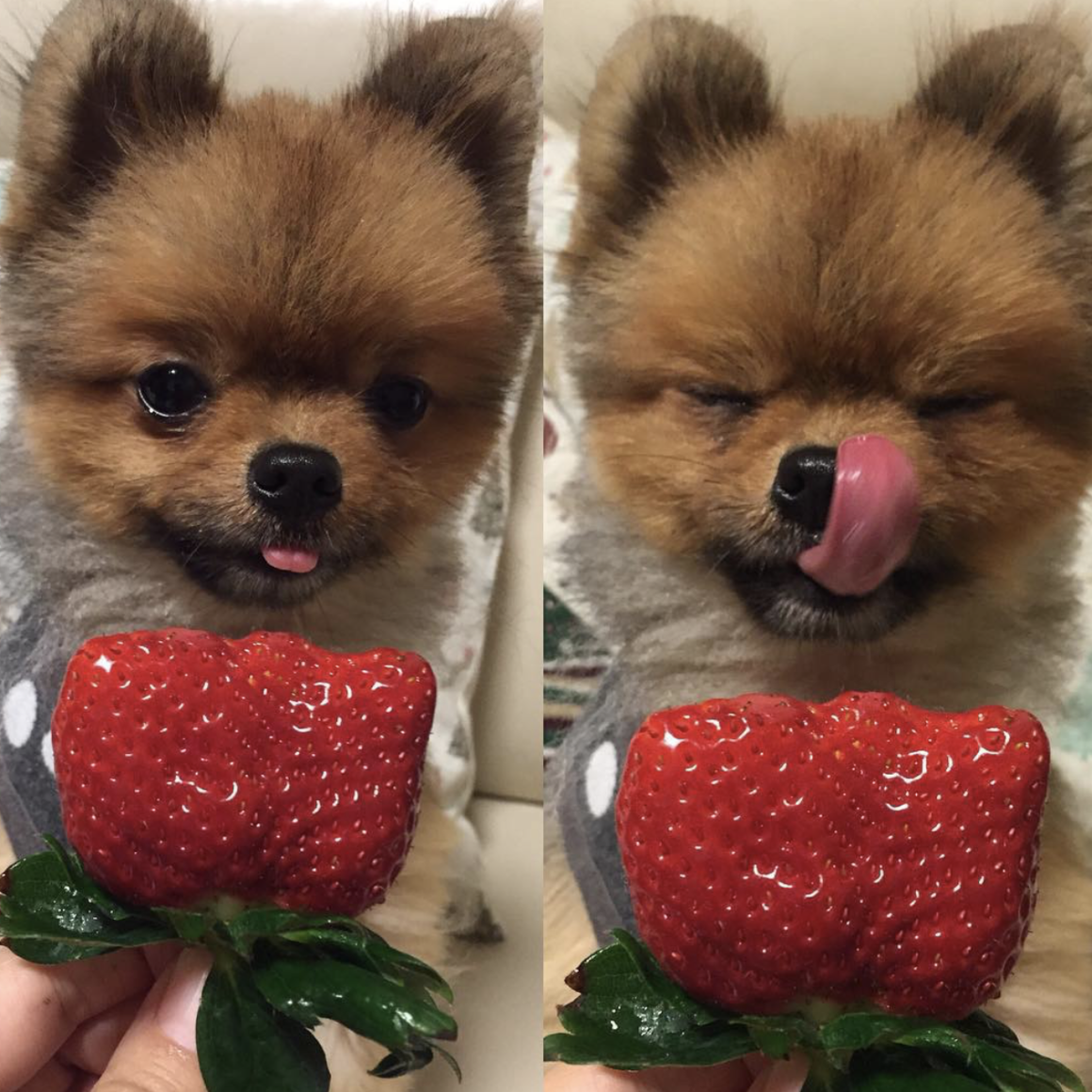 Самые милые собаки маленькие