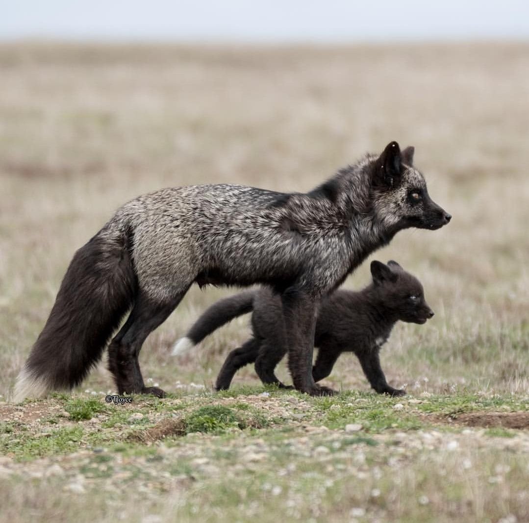 Лиса чернобурка