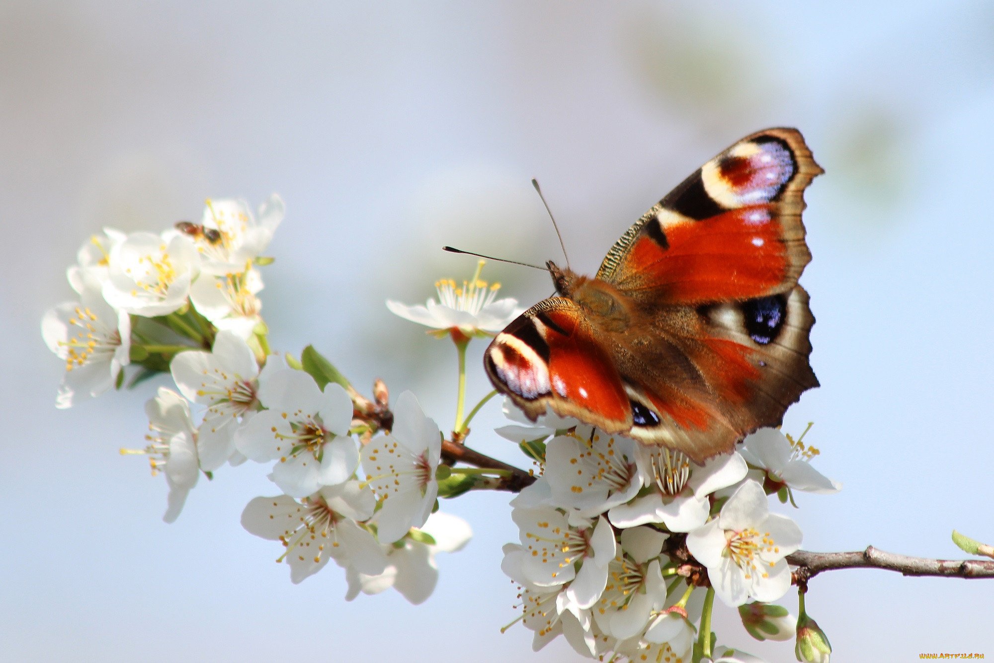 Бабочки весной картинки. Весенние бабочки. Бабочка на цветущей ветке.