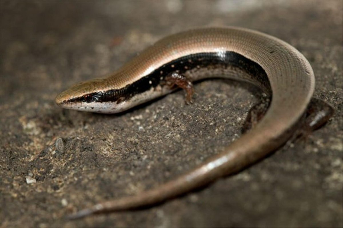 Безногая ящерица веретеница медянка