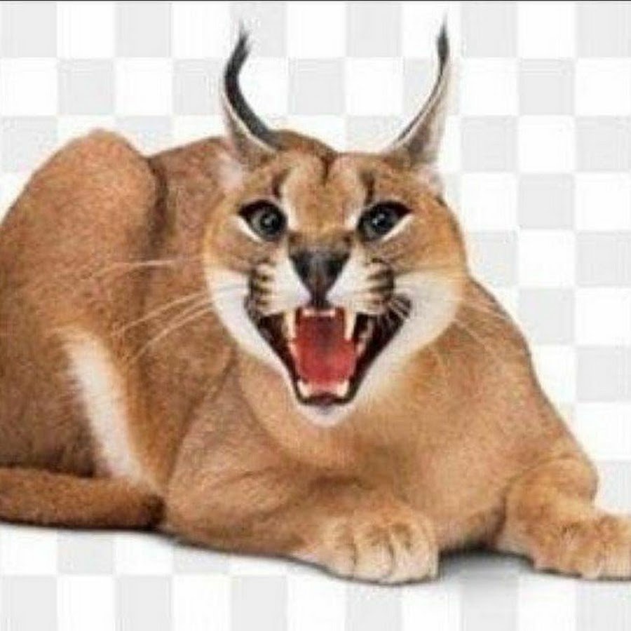 Каракал без фона