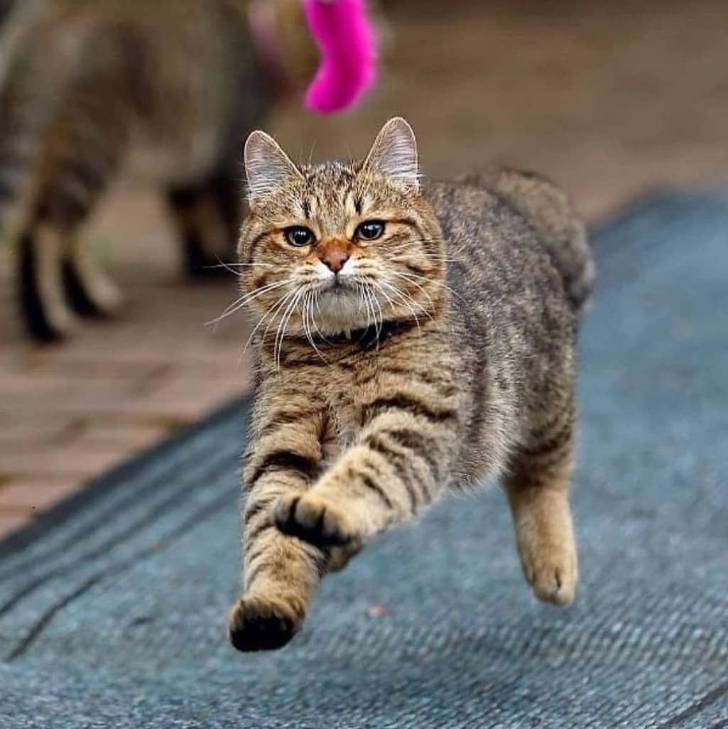 Кошка бежит