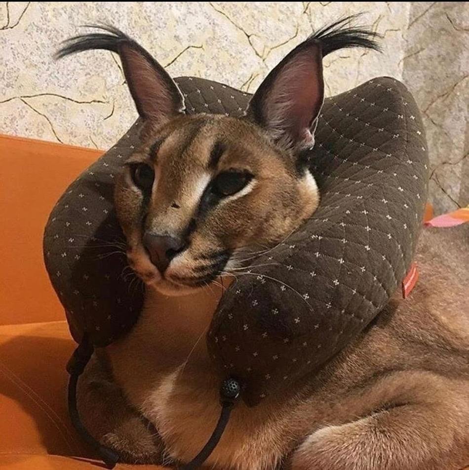 Каракал большой Шлеппа