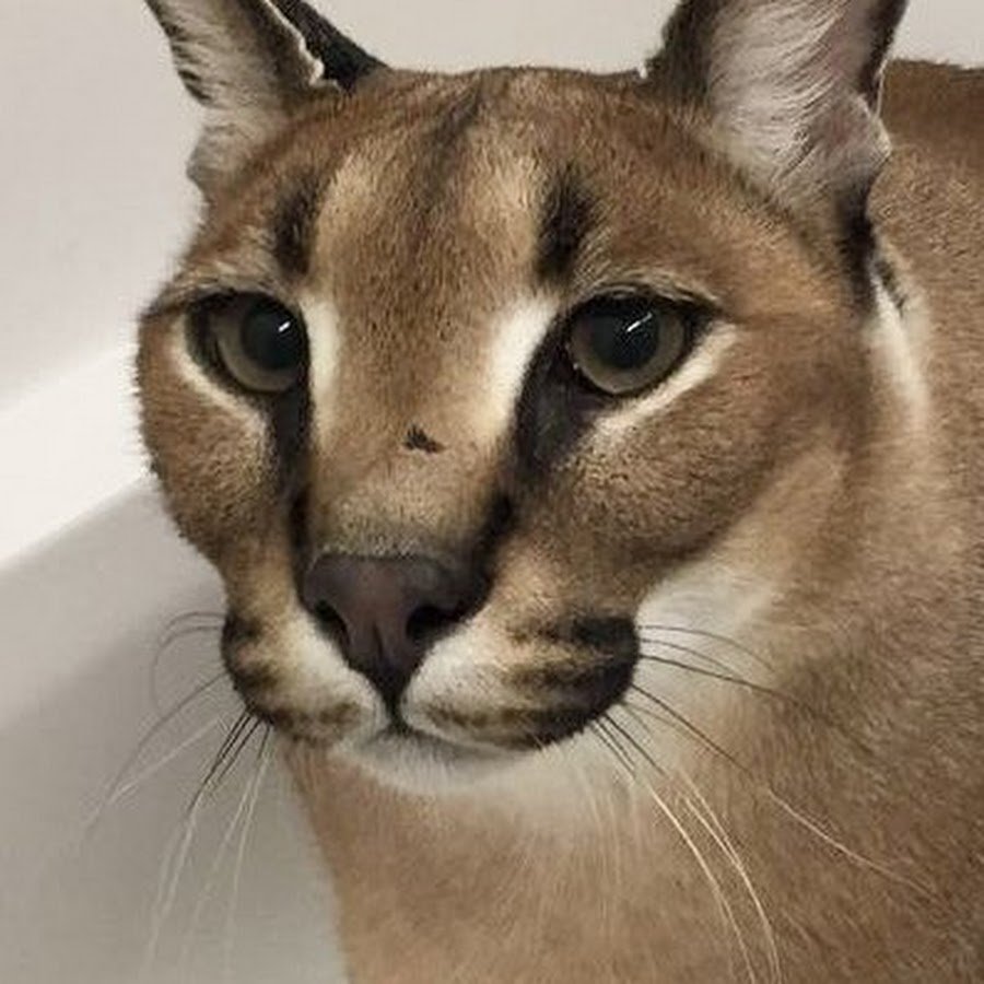 Базированый шлёпа гигачад