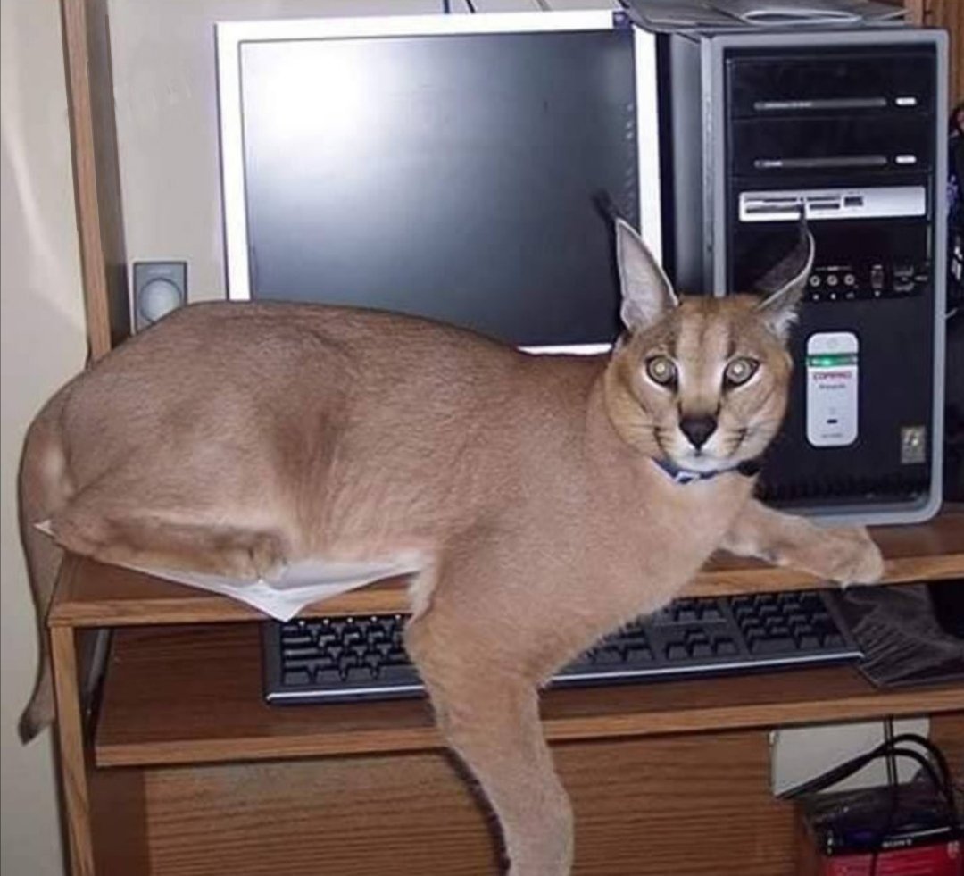 Каракал кот шлёпа