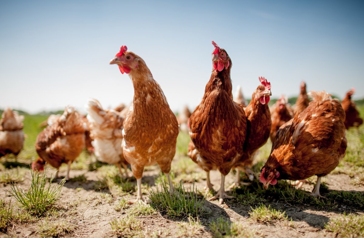 Животноводство куры