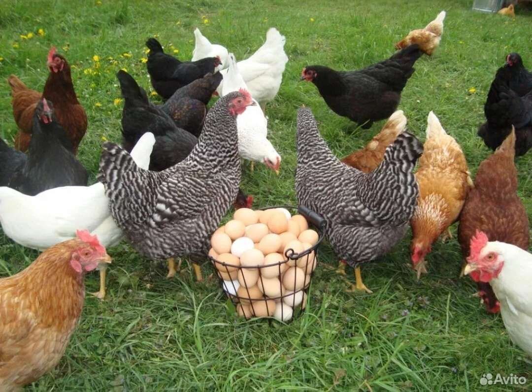 Авито Белебей животные птицы