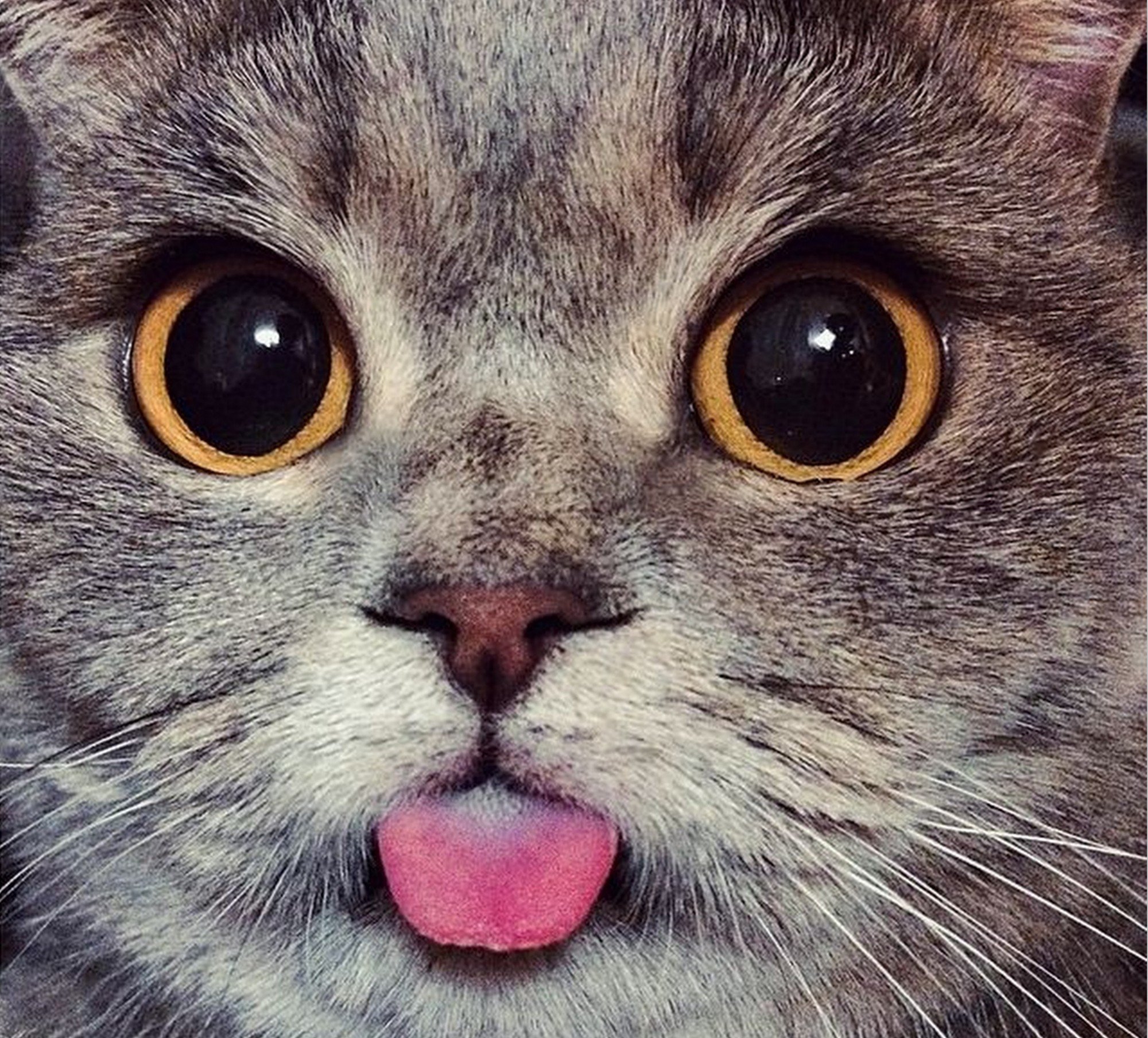 Покажи фотку. Кошка с высунутым языком. Милый котик с языком. Милая мордашка котика.