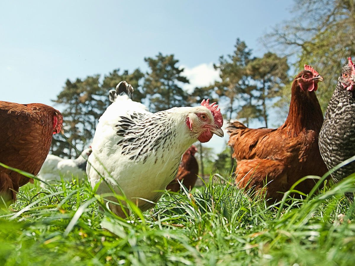 Цветные куры несушки