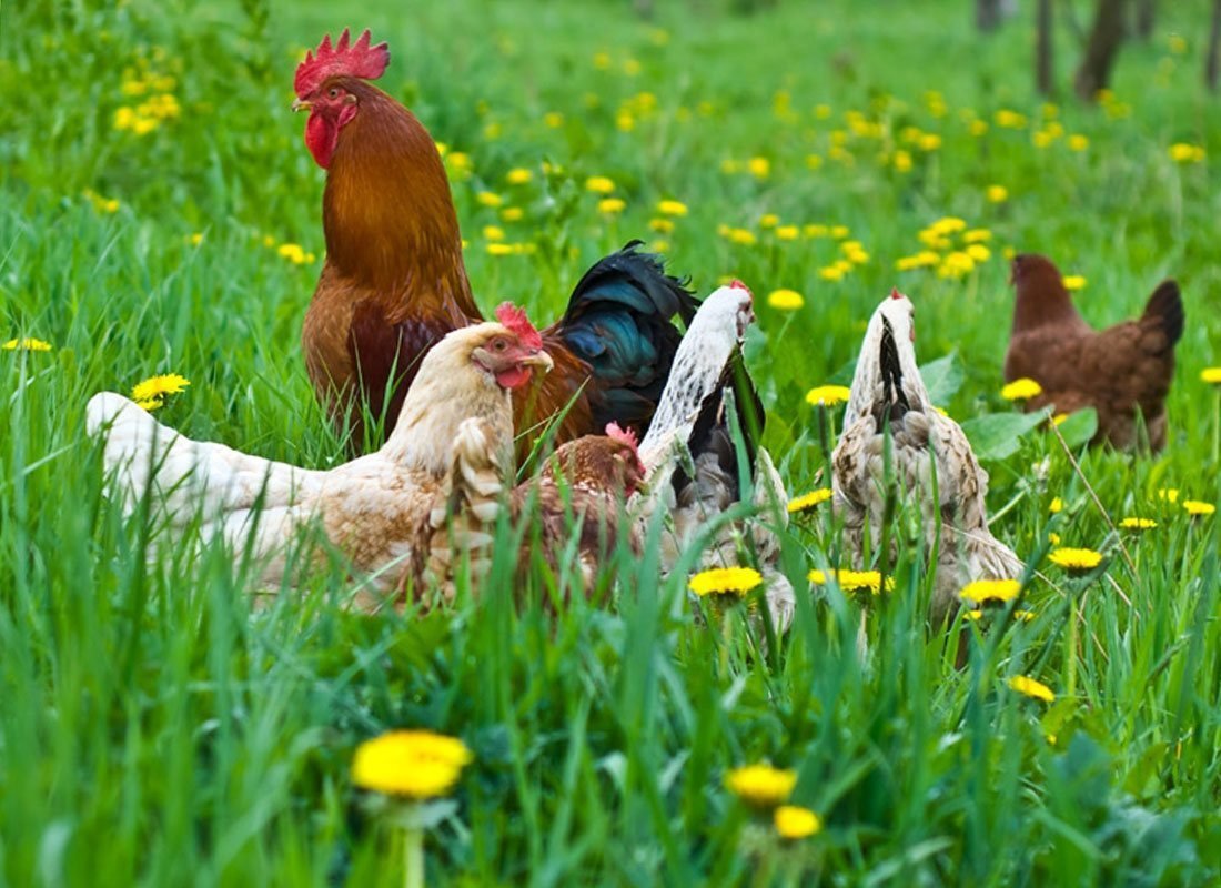 Курица на природе