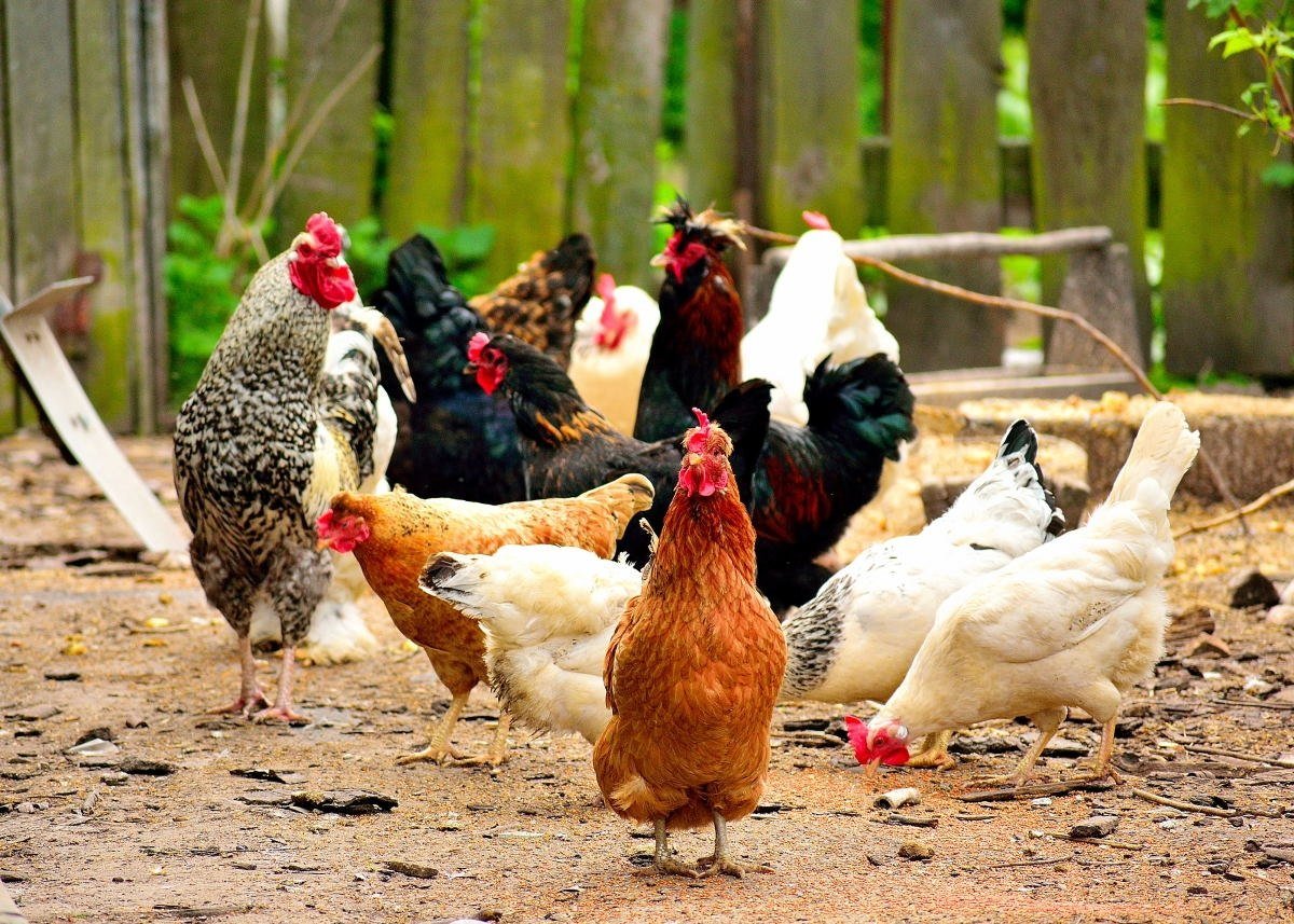 Домашние куры