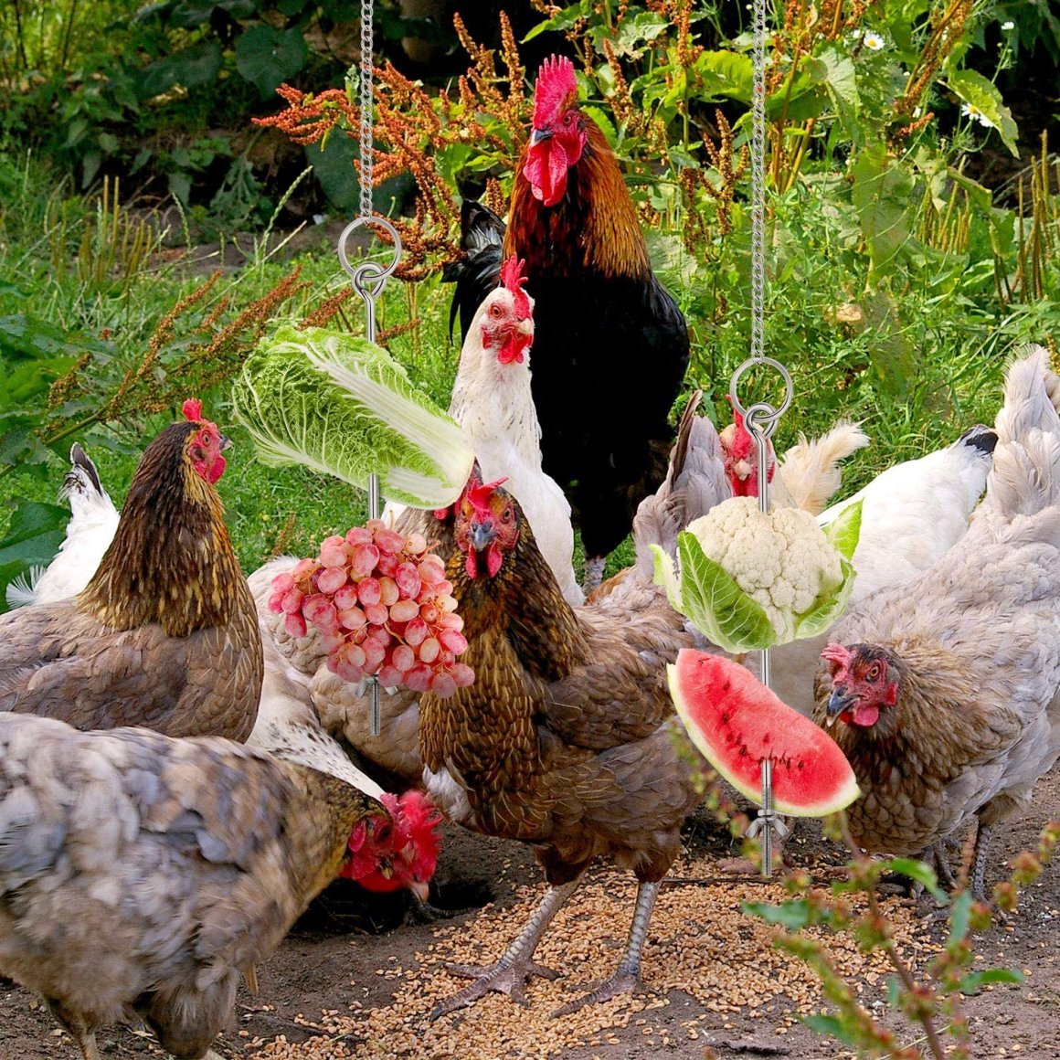 Французские куры несушки