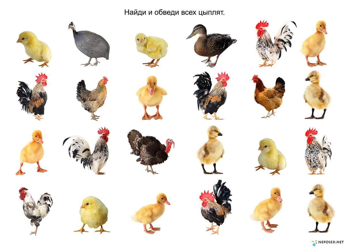 Домашние птицы для дошкольников