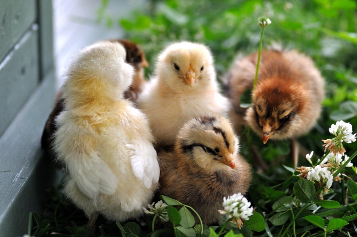 "Куриная ферма" цыплята