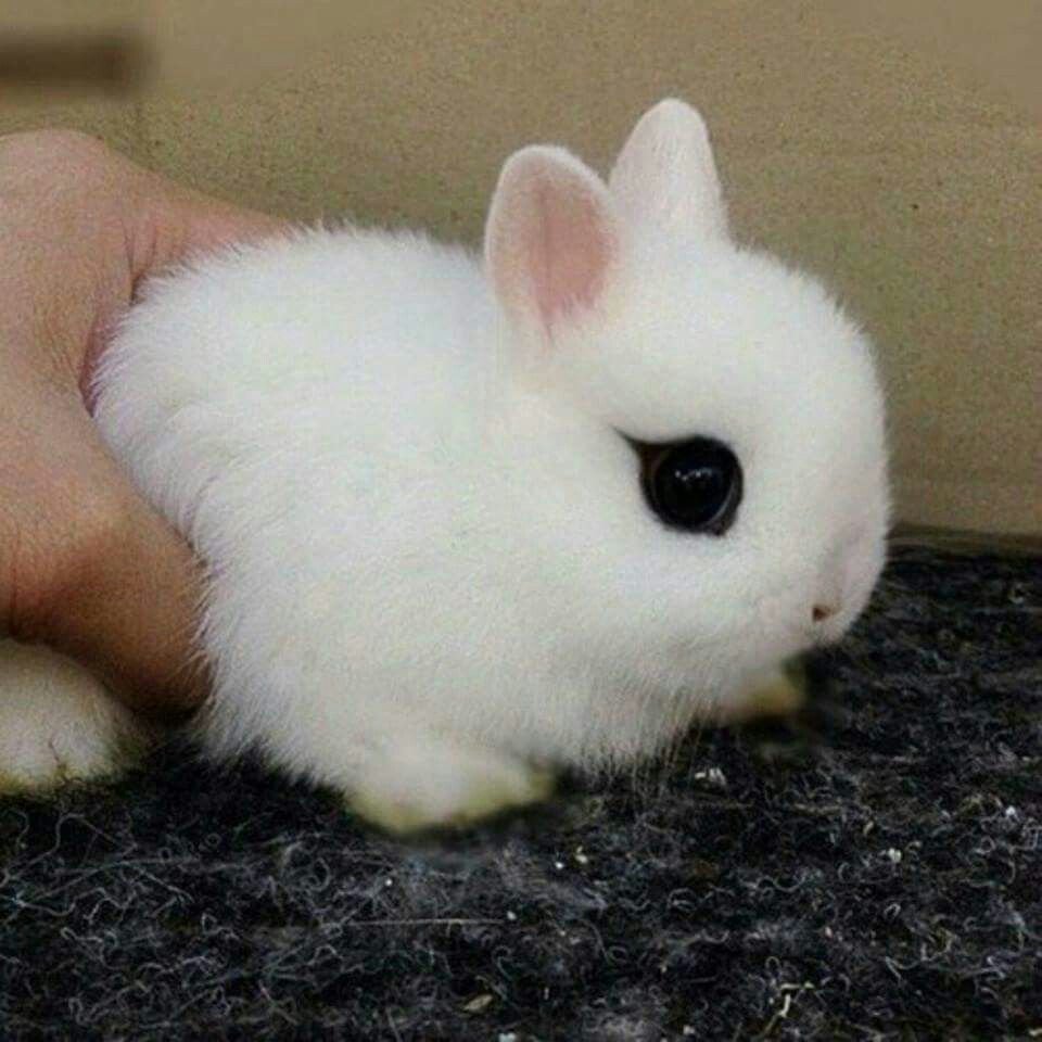 Самый маленький кролик