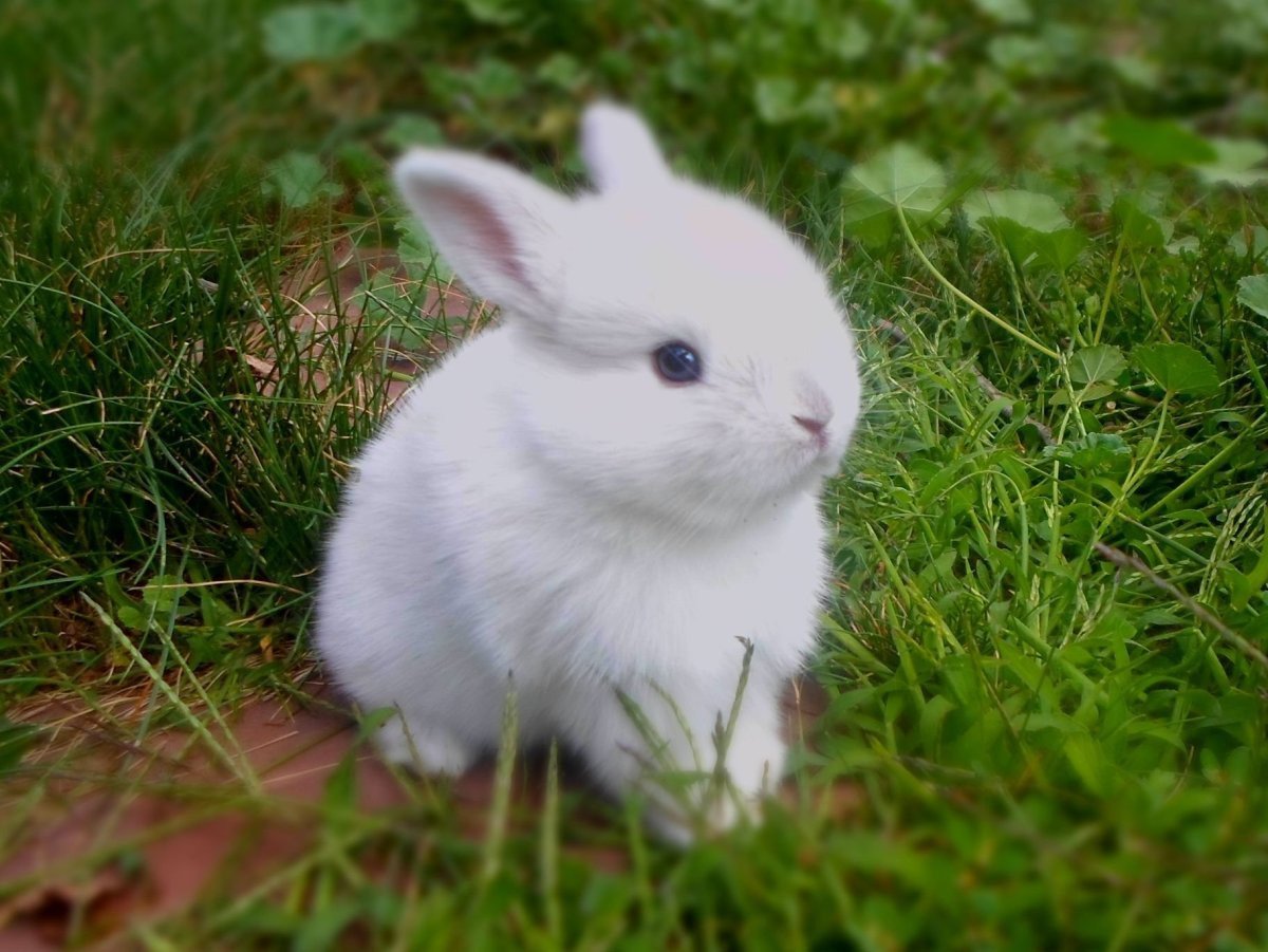 Японский карликовый кролик