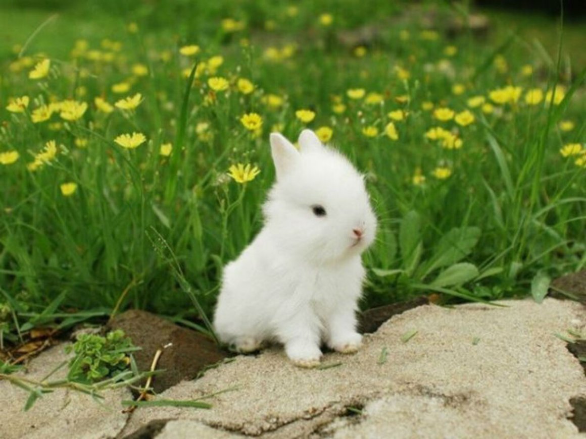 Белый кролик