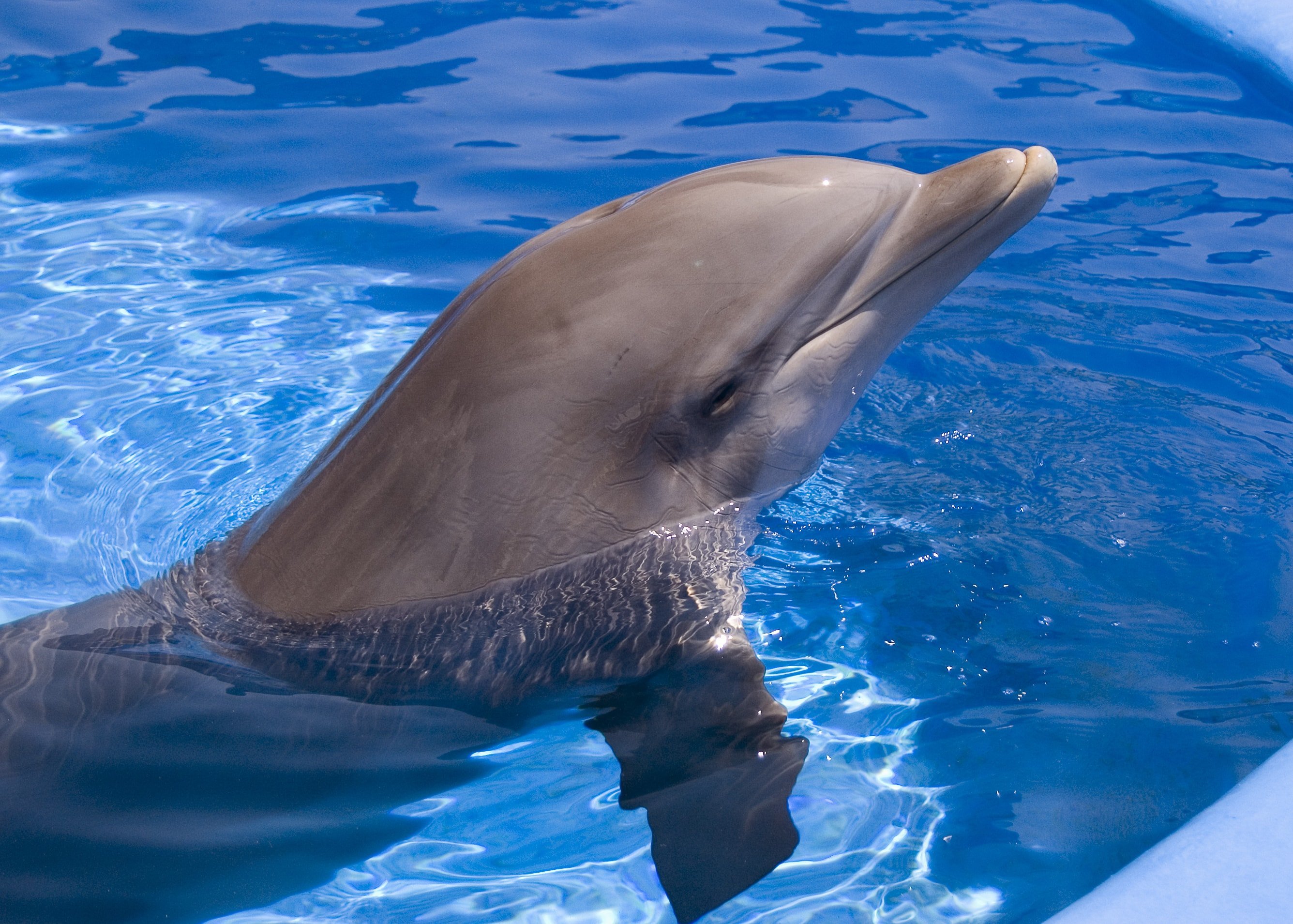 Дельфин ч буду жить. Дельфин-Афалина. Дельфины афалины. Черноморская Афалина. Дельфинята Черноморской афалины.