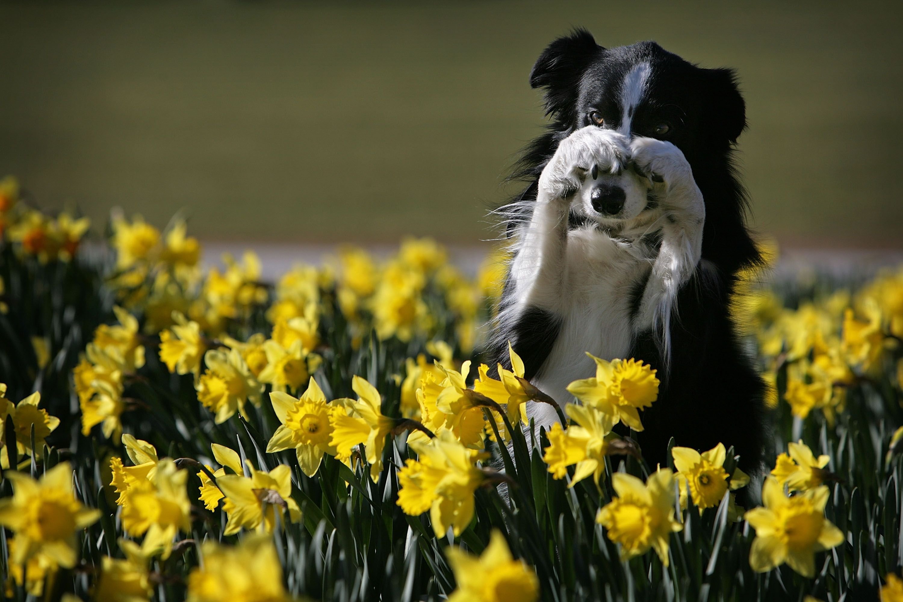 Собаки весной картинки. Собака весной. Цветы и животные. Собака с цветком.