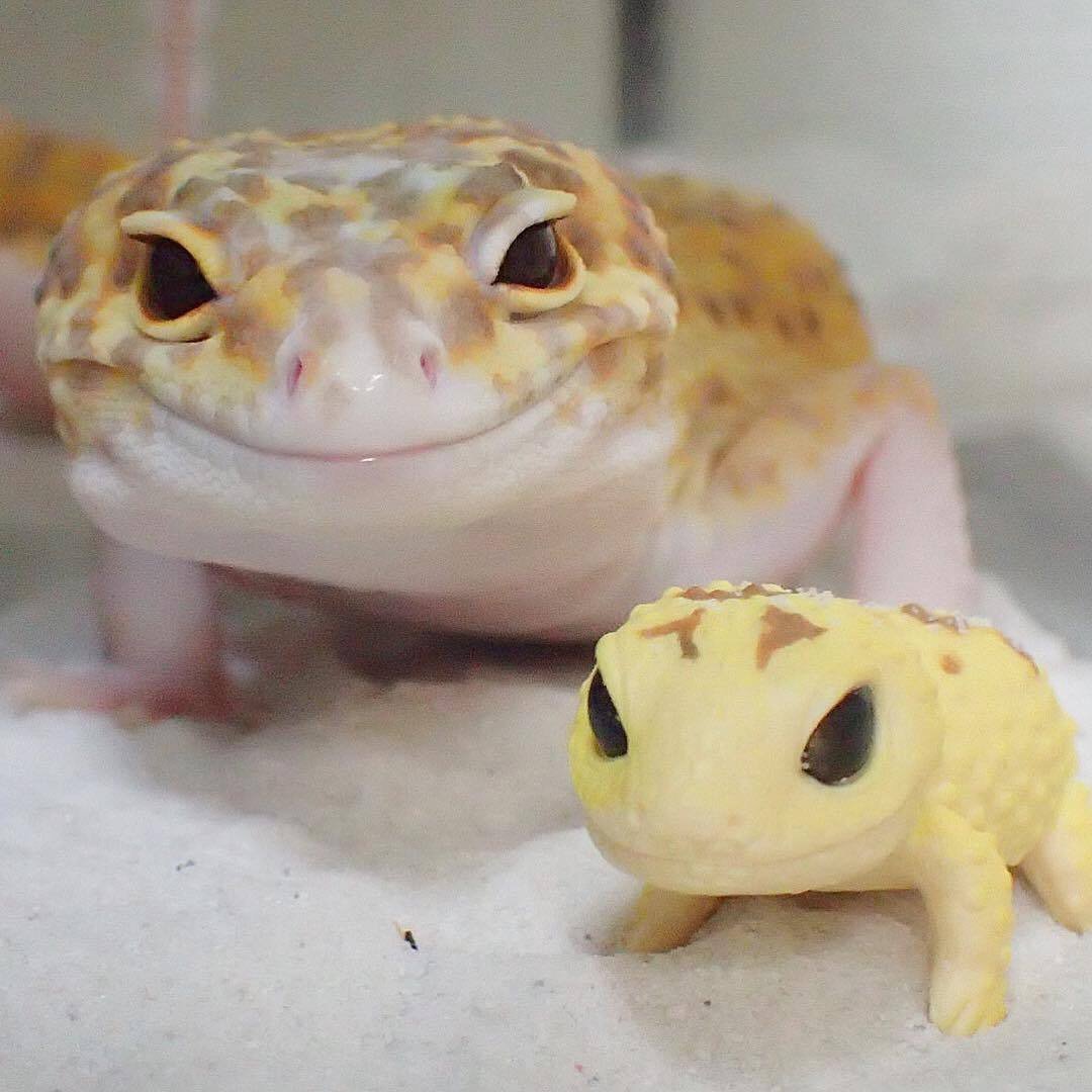 Геккон эублефар желтый