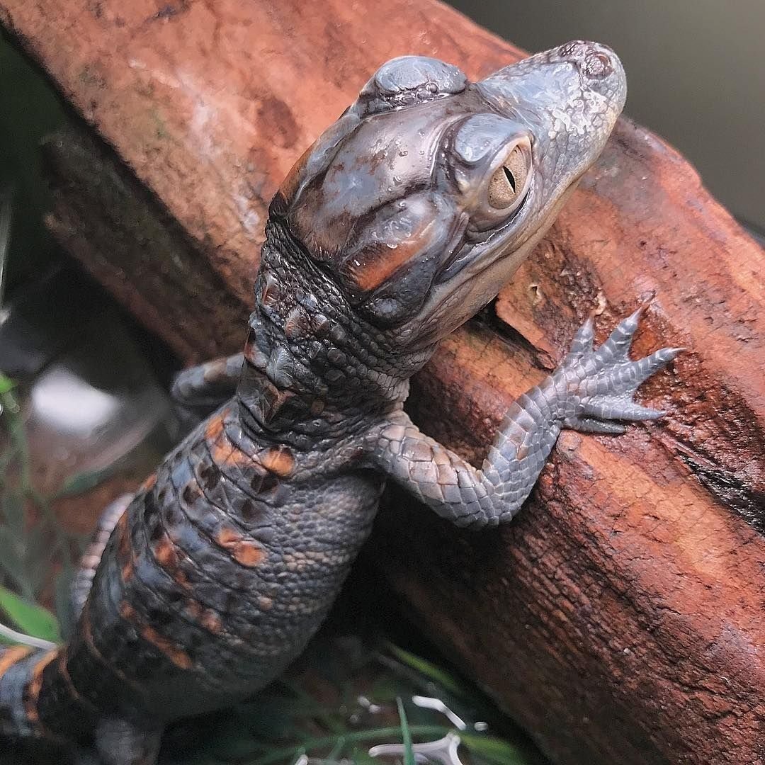 Ящерицы во Флориде