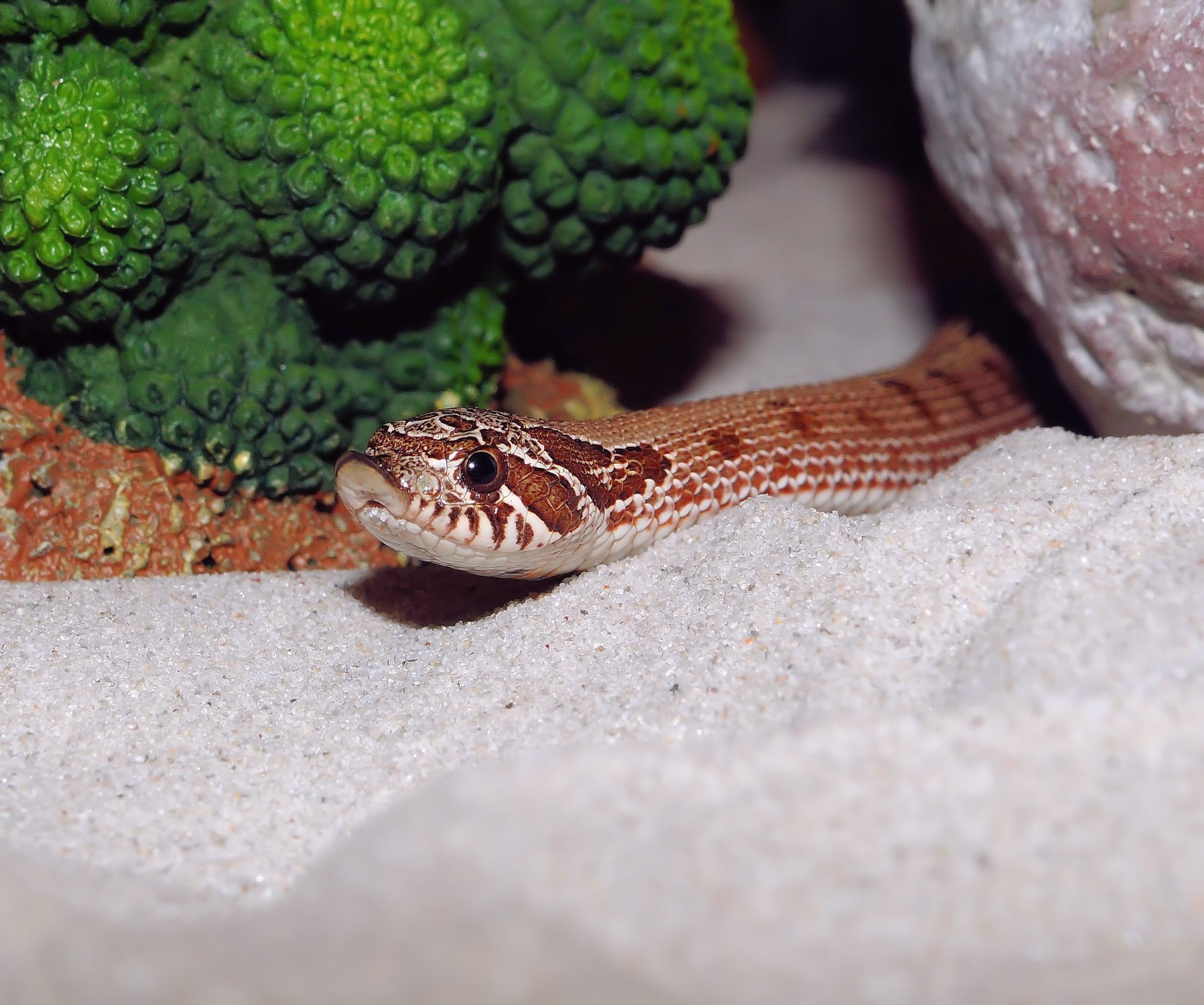 Змея в аквариуме. Песчаный удавчик в террариуме. Крючконосая змея. Песчаная гадюка. Террариум для змеи.