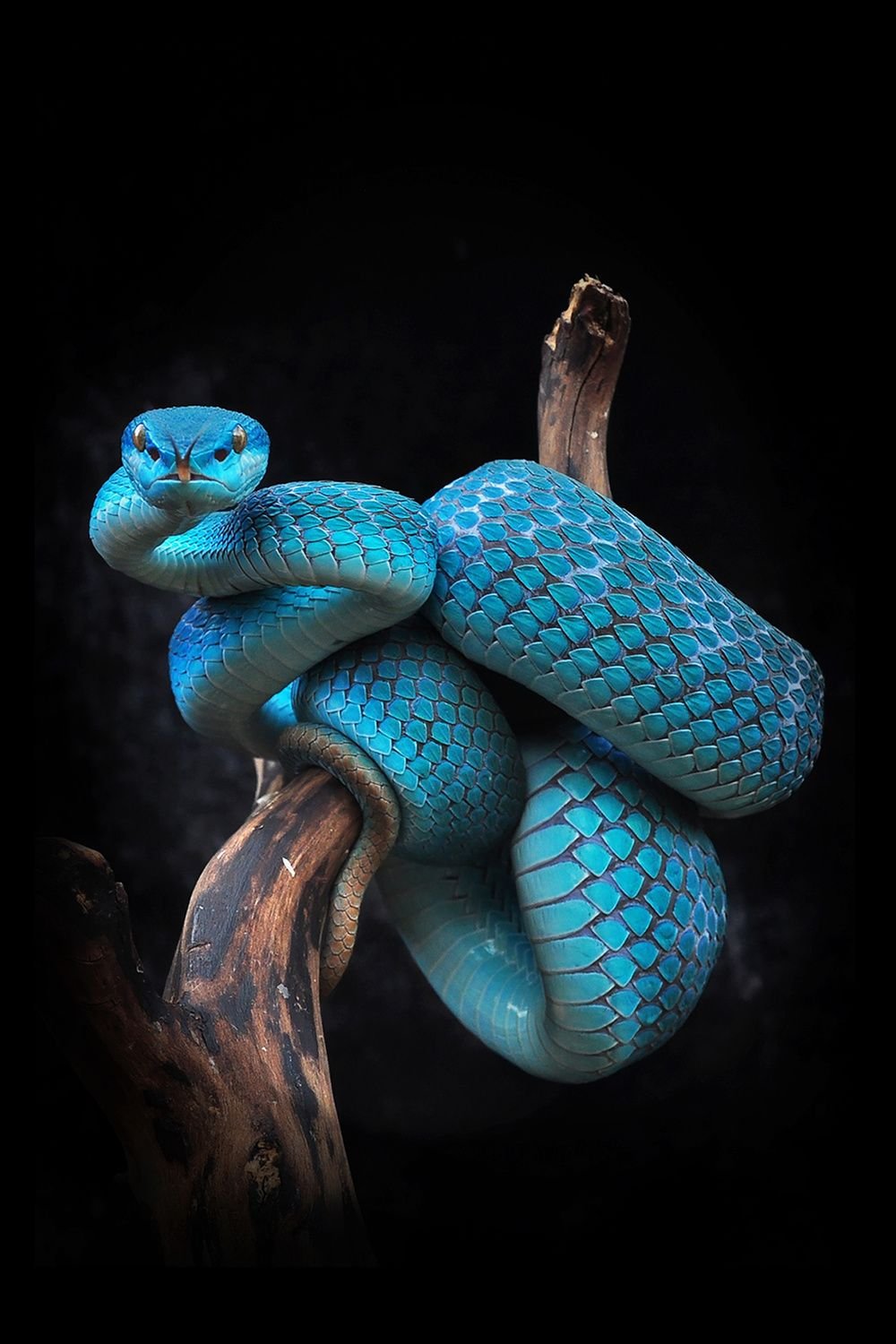 Синяя змейка. Голубая куфия. Белогубая куфия. Комодская куфия. Голубая комодская куфия змея.