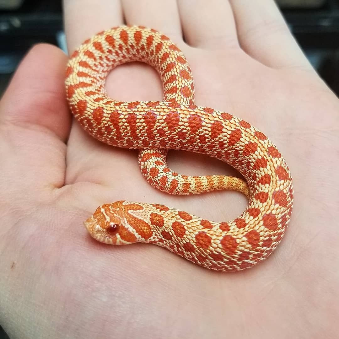 Маисовый полоз оранжевый