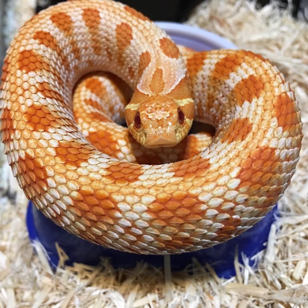 Маисовый полоз