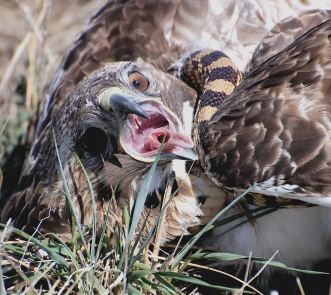 Сетчатый питон Королевская Кобра