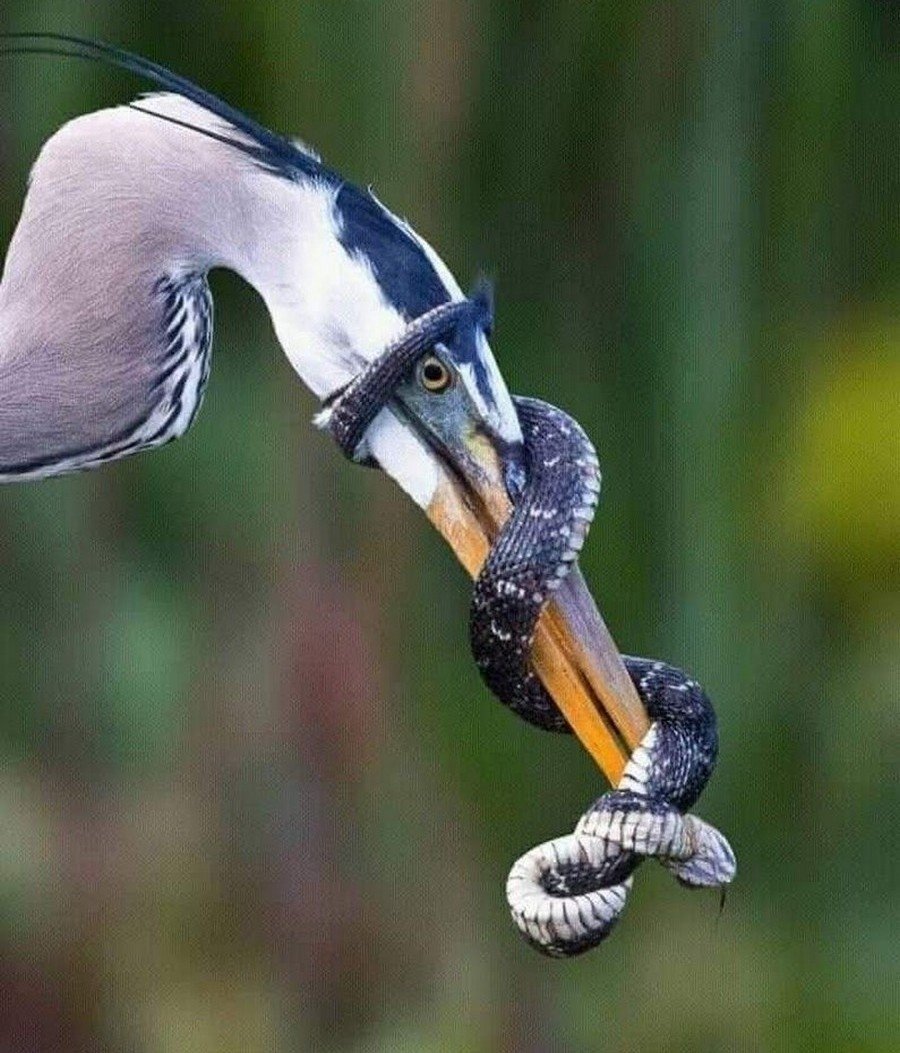 Полоз птица