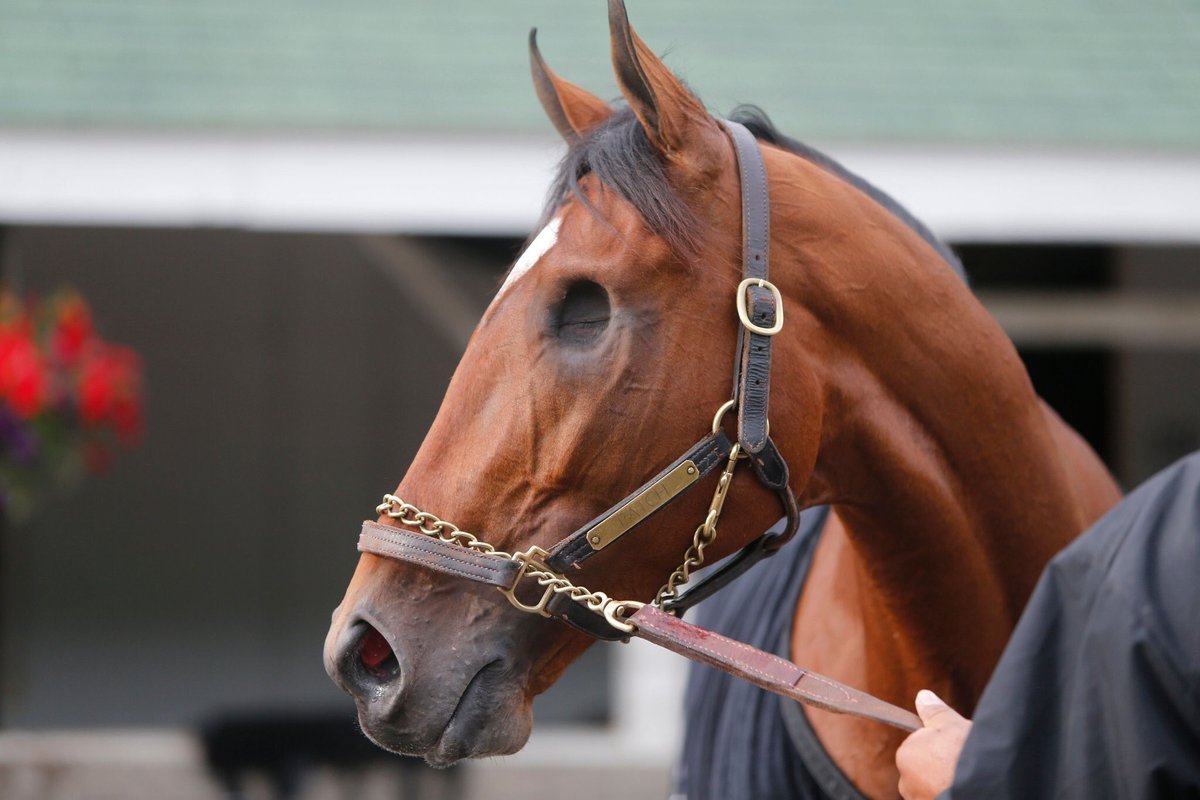 Глаз лошади