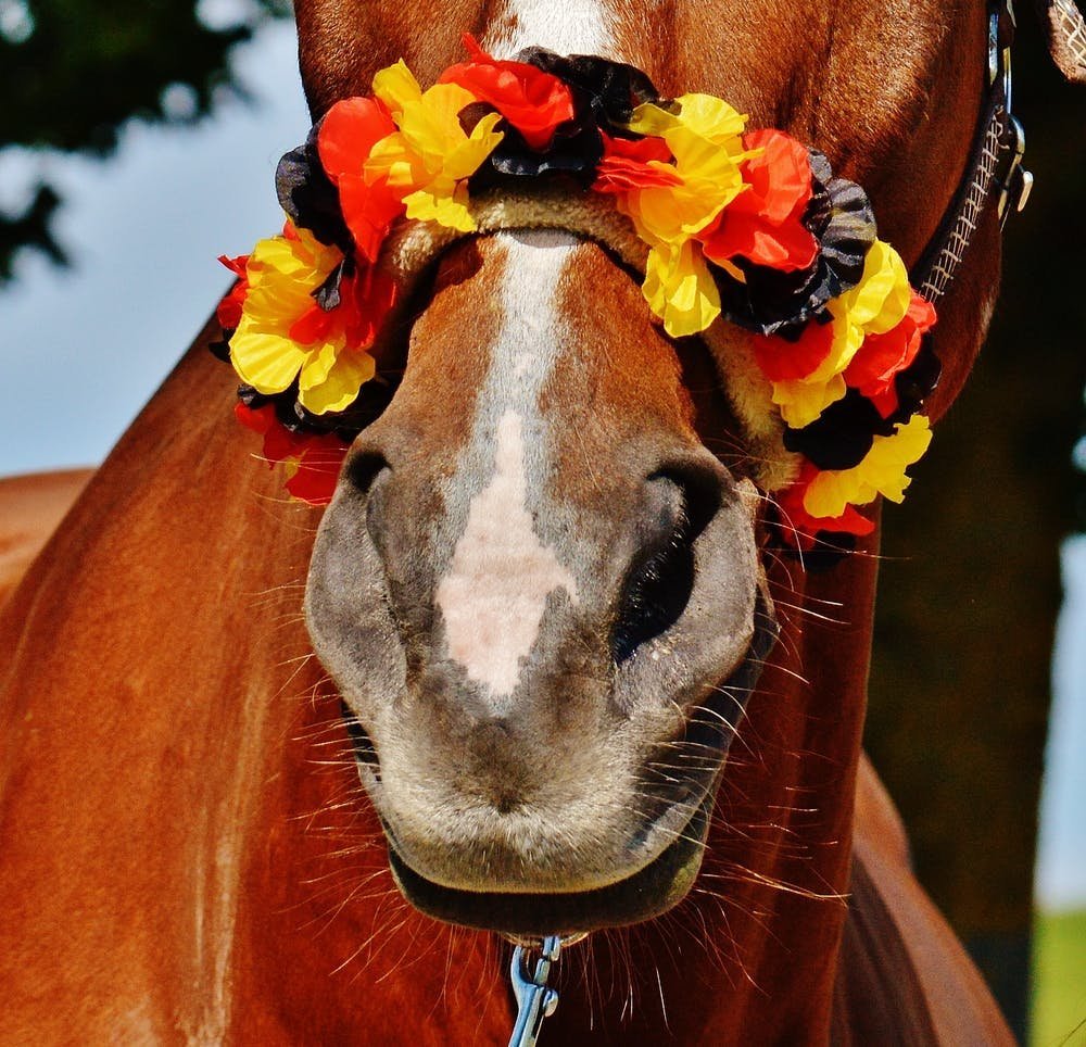 Морда лошади на скачках