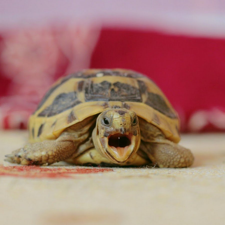 Ноги черепах