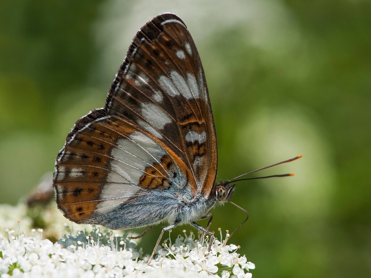 Ленточник Камилла бабочка