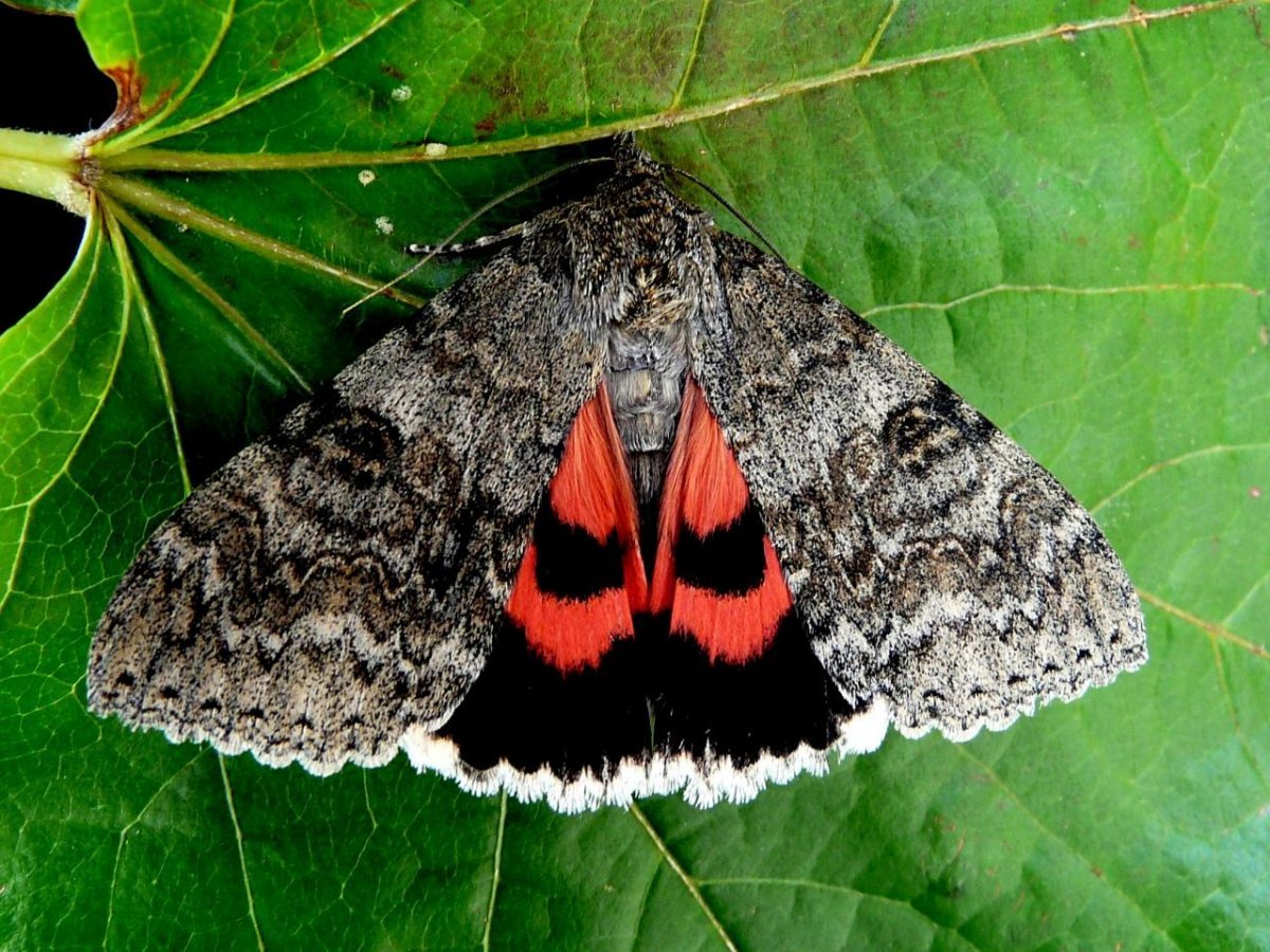 Бабочка Ленточница красная